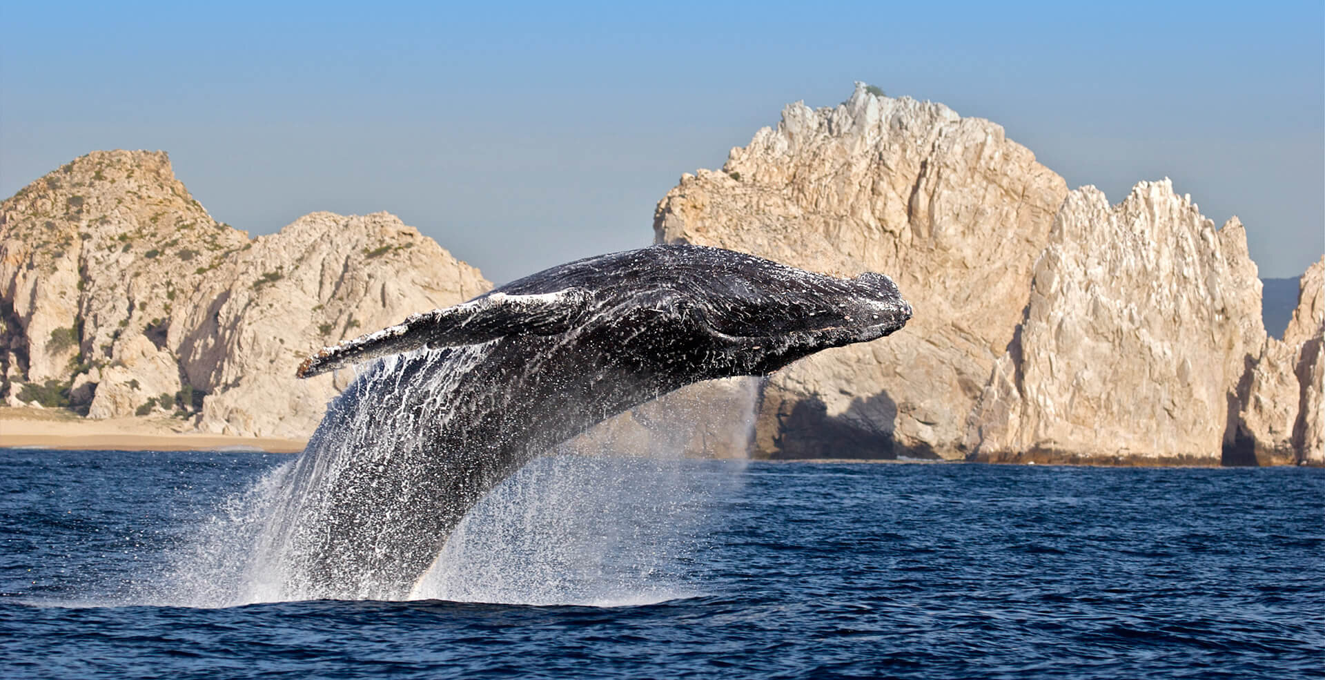 Ballena en Los Cabos